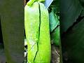 China’s Awesome Green Radish 😲 Chinese Style Cooking That Will Shock You! #shorts #plants #farming