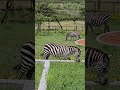 How The Lawn Is Kept Short At Lalashe Mara Ripoi Camp Wildlife ShortsAfrica How The Lawn Is Kept Short At Lalashe Mara Ripoi Camp Wildlife ShortsAfrica