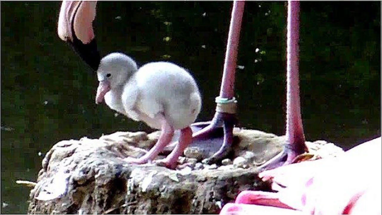 Offspring at Munich Zoo - Flamingo chicks and a white peacock chick ...
