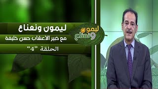 برنامج ليمون ونعناع | الحلقة 4 مع خبير الاعشاب حسن خليفة