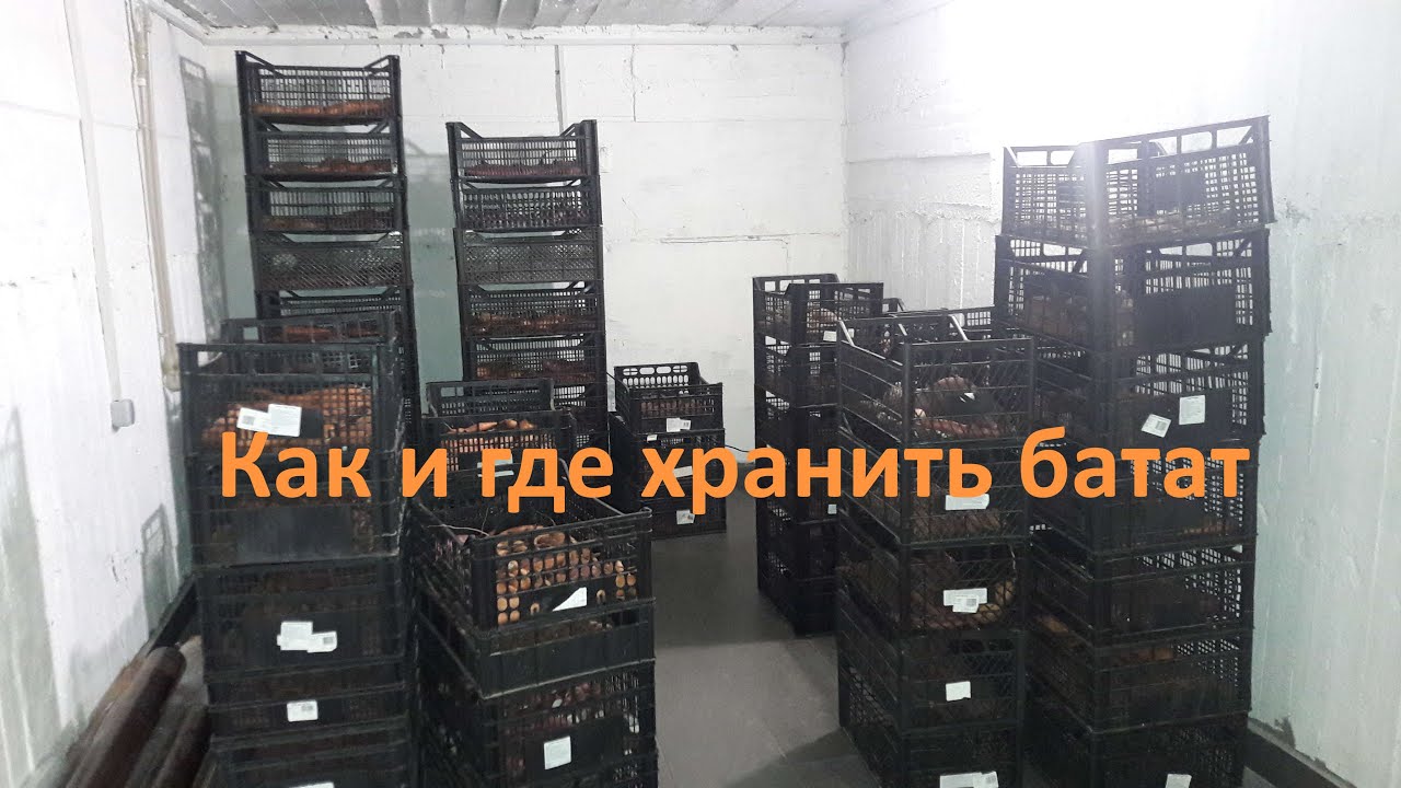 Как и где правильно хранить батат, чтобы он остался целым в течении года