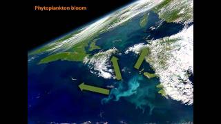 Why are phytoplankton crucial in a changing climate?