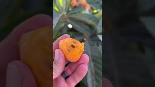 Loquats from the yard, they taste like a mango apricot Loquats from the yard, they taste like a mango apricot