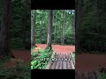 岐阜県おすすめキャンプ場【火打の森キャンプ場】