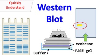 Western blot