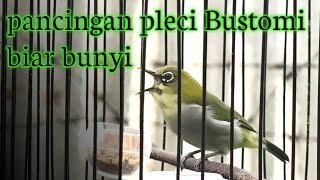 suara burung pleci Bustomi memanggil teman untuk pancingan pleci bahan biar bunyi