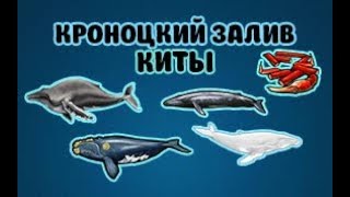 Русская Рыбалка 3 Камчатка. Кроноцкий залив - киты.