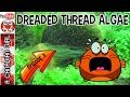 THREAD ALGAE WHAT IT IS AND HOW TO GET RID OF IT EP11 THREAD ALGAE WHAT IT IS AND HOW TO GET RID OF IT EP11