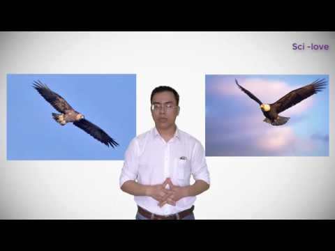 Video Cơ chế bay của loài chim. Liệu có thể bay được như... - youtube