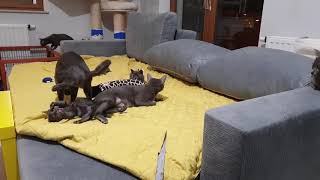 Korat cats by KoratsFromPoland 69 views 5 years ago 39 seconds