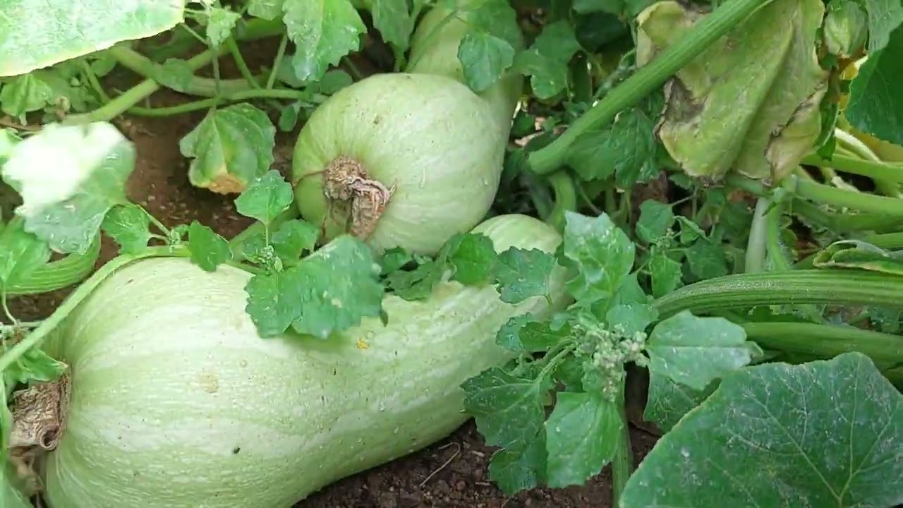 مشاكل زراعة القرع العسلى رغم مميزاته الكثيرة. مشكلة الكثافة النباتية والتسميد ودودة الثمار والتلقيح.