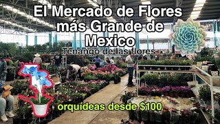 El mercado de Flores más increíble de México // Tenango de las Flores Puebla