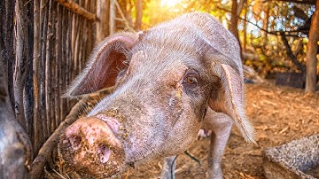 Dirty Pig Photoshop CC Tutorials 66 By Stopbox [Photoshop CC,Nik Software,Knoll light Factory]