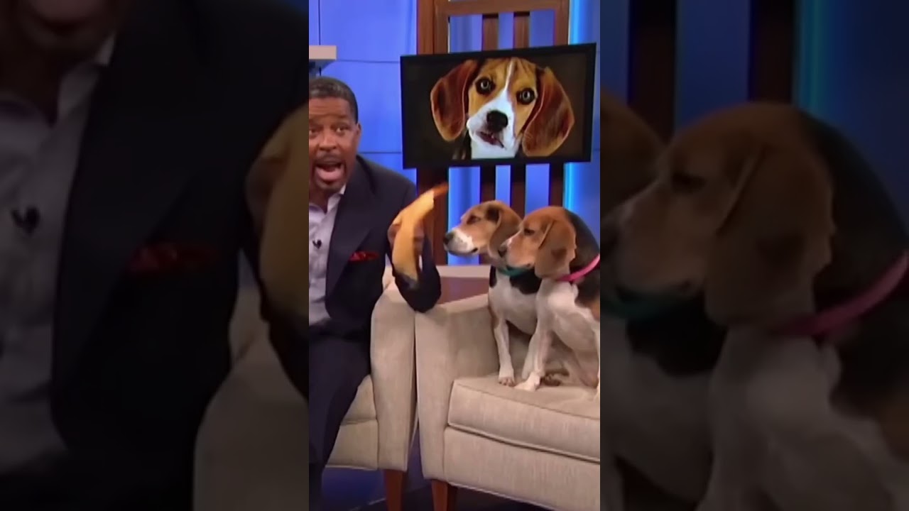 Beagle You're Not the Father
