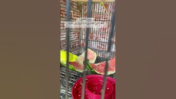 #سورة_الكوثر #قرآن #ماهر_المعيقلي #المصحف #العراق #مصر #السعودية #اكسبلور #طيور #kuran #birds #usa
