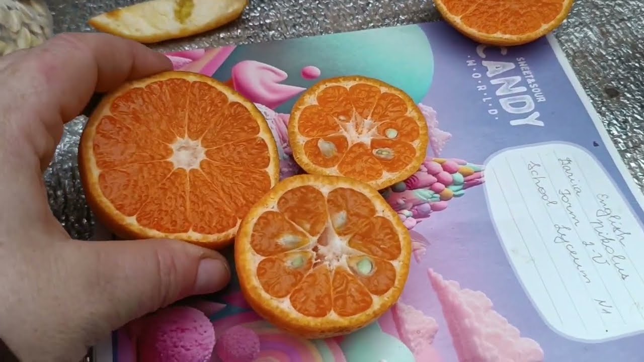 Мандарини пішли в хід 🤤 : Ковано- Васе, Авана Апірено, Мандареда 👍👍 👍