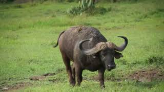 694 Kenya 2018 #9 - Nairobi National Park