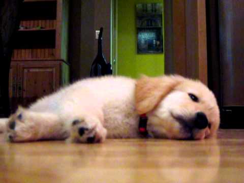 golden retriever puppy falling asleep husky puppy falling asleep during bath time doovi golden retriever puppy falling asleep husky puppy falling asleep during bath time doovi