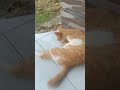 Cat Drinking Water 🥛 #viral #ytshorts #cat