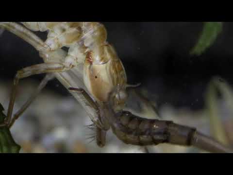 Hawker larva capturing a diving beetle larva/Acsalárva csíkbogár lárvát zsákmányol