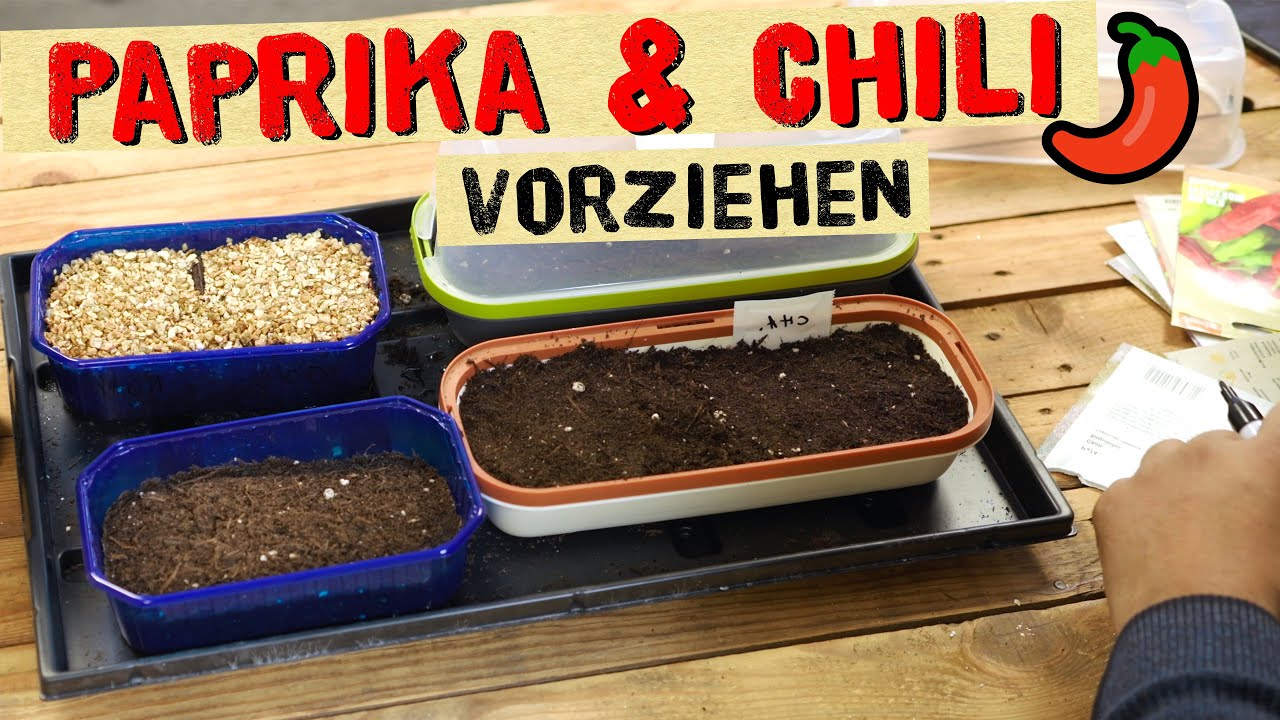 Aussaat Paprika und Chili - Ausführliche Anleitung für die frühe Voranzucht