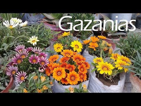 Video: Hibrid Gazania