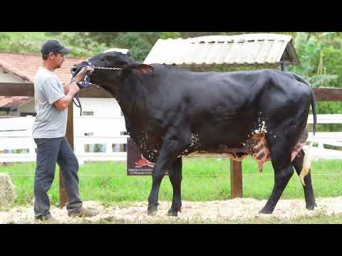 Lote 5 • Leilão Girolando Agropecuária São Pedro • 0191CJ