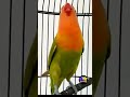 Masteran Suara Lovebird Fighter Ngekek panjang