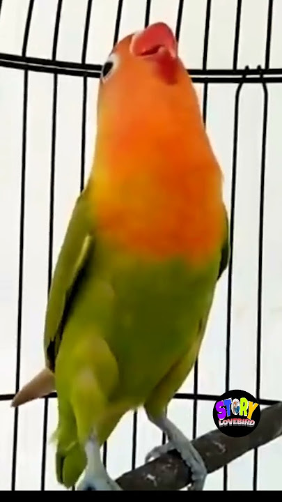 the sound of the master lovebird sound long snickers short-circuit lovebird master