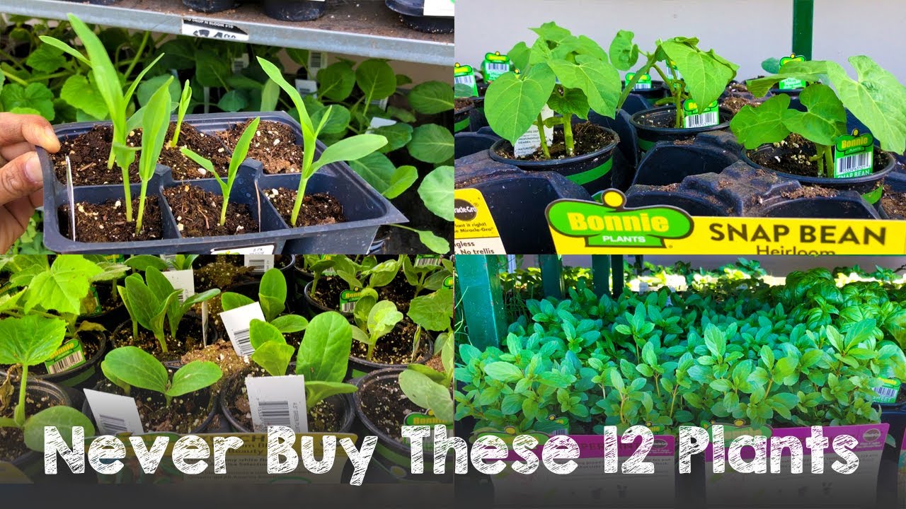 Never Buy These 12 Veggie Plants from Nursery Herbal Plant Power