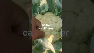 cfl1522 cauliflower.#cfl1522 #shorts #desijugad @DKFARMINGTECH cfl1522 cauliflower.#cfl1522 #shorts #desijugad @DKFARMINGTECH