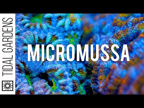 Video: Ny Slekt Og Artsrekord Av Revkoraller Micromussa Amakusensis I Det Sørlige Kina Kinahavet