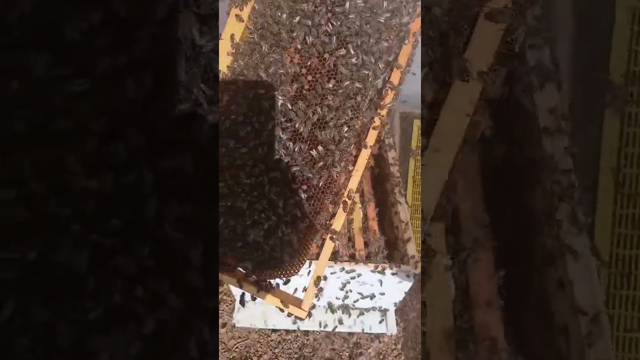 اطرات مبنية أم شمعية في العاسلة؟ اكتشف الفرق المذهل في جني العسل خطوة بخطوة!