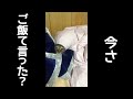 布団から出てくる猫の鳴き声が可愛すぎる。