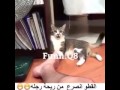 انصرعت القطة من رائحة قدم هذا الشخص