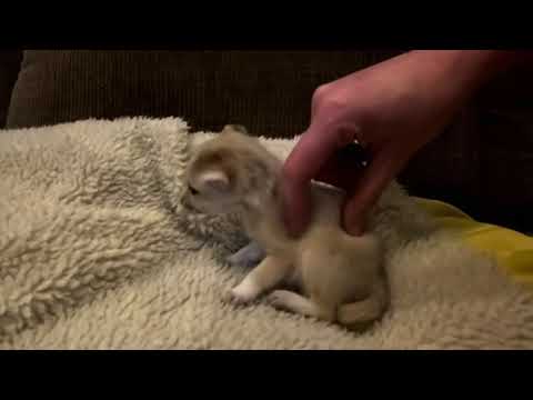 Baby Fennec Fox LLOOOOOVES Back Scratches ❤