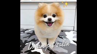 夢想寵物美容 34 跟著阿貓貓一起看美容 博美犬篇