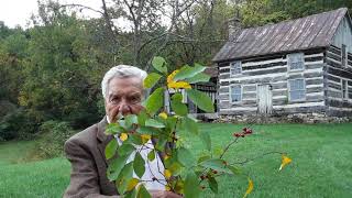 Nature Lesson  The Spice Bush