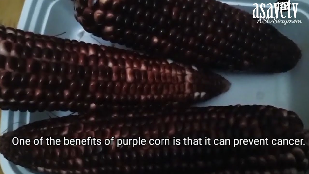 Purple Corn Benefits SANCHI & friend ️ How to lose weight? watch