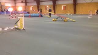 Pixie AKC Standard 1/14/18 off course