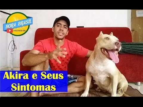 Vídeo: Sinais de um derrame em ratos