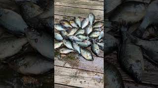 SHELLCRACKER FISHING | Quick Saturday Limit! #shorts #fishing