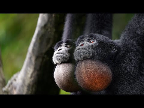 Siamang: Penyanyi Hutan dari Sumatera dan Malaya