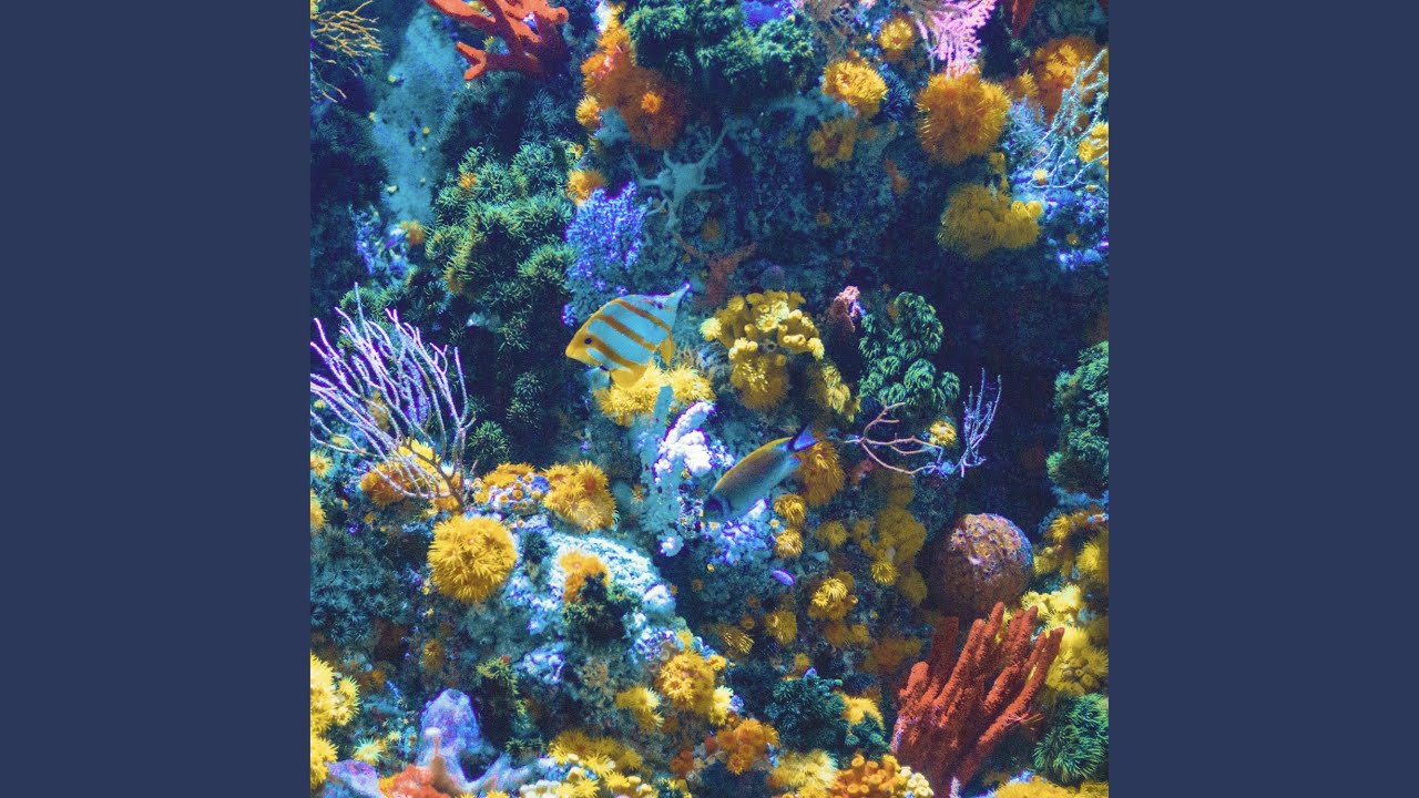 Watch Anemone on YouTube Watch Anemone on YouTube