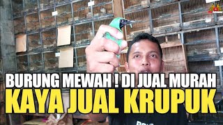 REJEKI AWAL BULAN ! STOKNYA MELIMPAH RUAH NEMU CUCAK IJO HARGA MURAH !