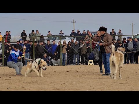 Ашхабад поле Ёнгалы - Туркменский  Волкодав!