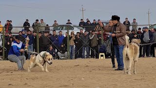 Ашхабад Поле Ёнгалы - Туркменский Волкодав