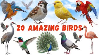Fun & Easy Bird Names For Kids