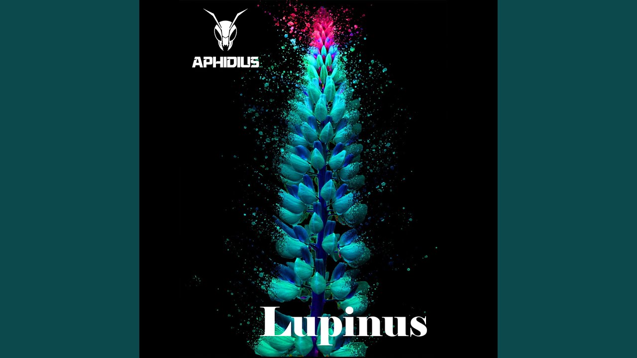 Watch Lupinus on YouTube Watch Lupinus on YouTube