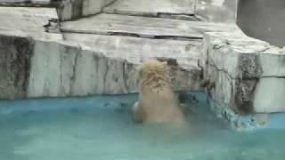 浮き玉で遊ぶホッキョクグマの子供